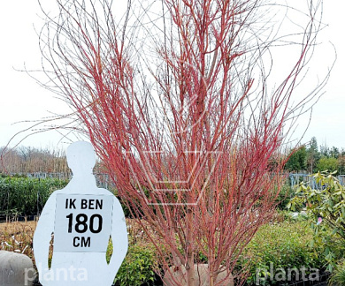 solitaire plant, 300 tot 350 cm hoog, in pot