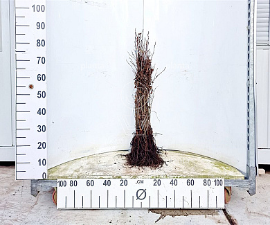  60- 100, W, 1+1 (PER 25, PRIJS/STUK)