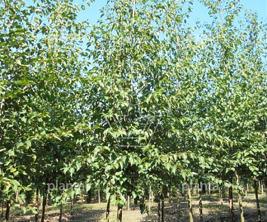 hoogstamboom, stamomtrek 20-25 cm, draadkluit