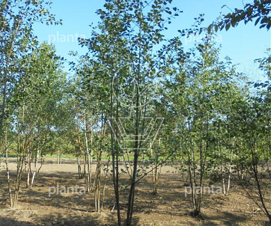 400 tot 450 cm hoog, meerstammig, draadkluit