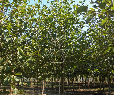 hoogstamboom, stamomtrek 20-25 cm, draadkluit