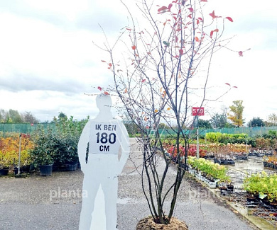 250 tot 300 cm hoog, meerstammig, draadkluit