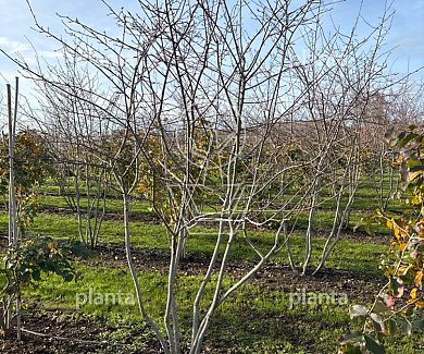 250-300 hoog, draadkluit, meerstammig, solitair