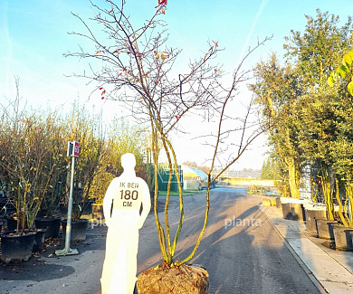 300-350, DR, MRSTAM, SOL