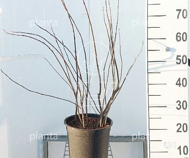 C5, LEV