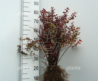 30-40cm hoog, 2jarig wortelgoed, 2 takken, per 25, prijs/stuk