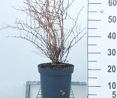 50 tot 60 cm hoog, pot 7.5 liter