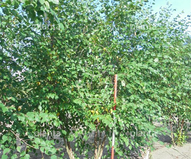 350 tot 400 cm hoog, meerstammig, draadkluit