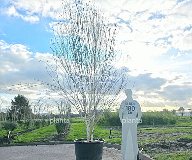 350-400, CONT, MRSTAM