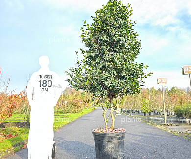 200-250, CONT, MRSTAM