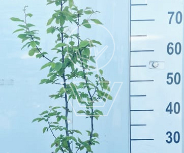 80 tot 100 cm hoog, pot 3 liter