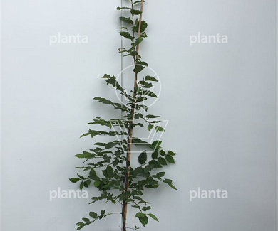100 tot 125 cm hoog, pot 5 liter