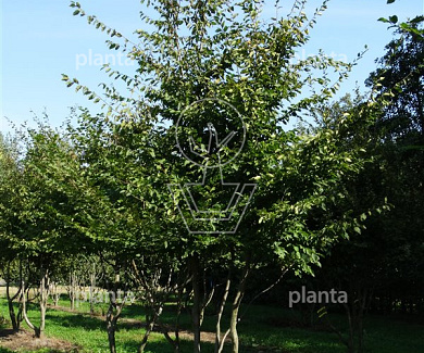 250 tot 300 cm hoog, meerstammig, draadkluit