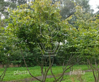 300 tot 350 cm hoog, meerstammig, draadkluit