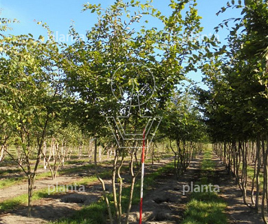 350 tot 400 cm hoog, meerstammig, draadkluit