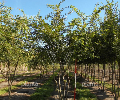 400 tot 450 cm hoog, meerstammig, draadkluit