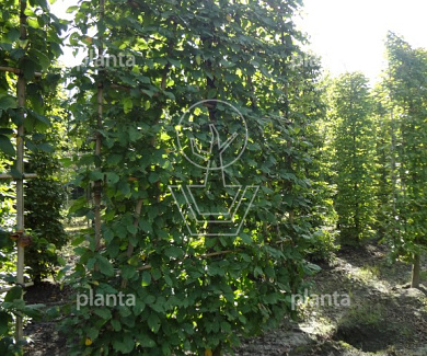 Lage lei, stam50cm,  mjr rek 160x250cm, stamomtr 16-18cm, drkl