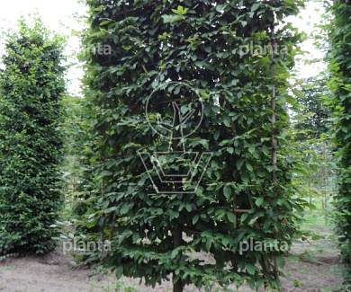 Lage lei, stam50cm, mjr rek 160x250cm, stamomtr 18-20cm, drkl