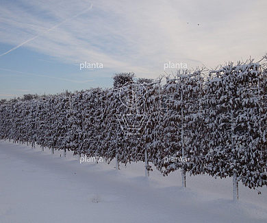 Lage lei, stam50cm, mjr rek 160x250cm, stamomtr 20-25cm, drkl