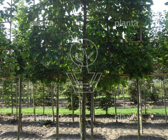 Leiboom, stamomtr 14-16cm, draadkluit, mjr rek160cm, stamh.170cm