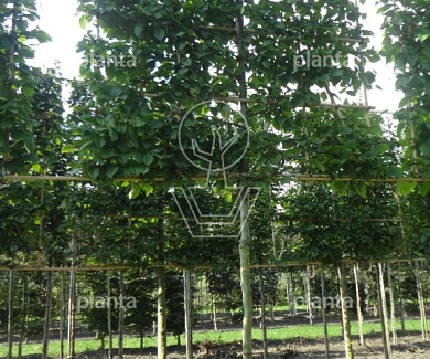 Leiboom, stamomtr 14-16cm, draadkluit, mjr rek160cm, stamh. 210cm