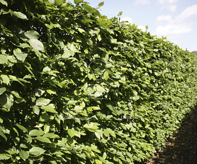 hoogstam leiboom, stamomtrek 14-16 cm, rek 180x120cm, draadkluit