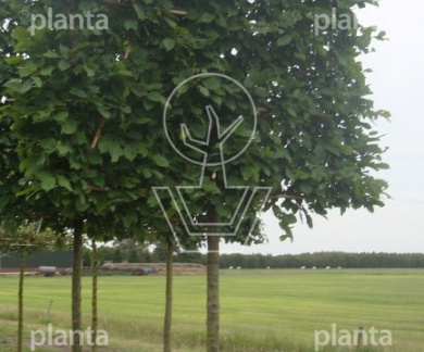 Leiboom, stamomtr 16-18cm, draadkluit, mjr rek160cm, stamh. 210cm