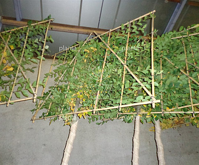 hoogstam leiboom, stamomtrek 16-18 cm, rek 180x120cm, draadkluit