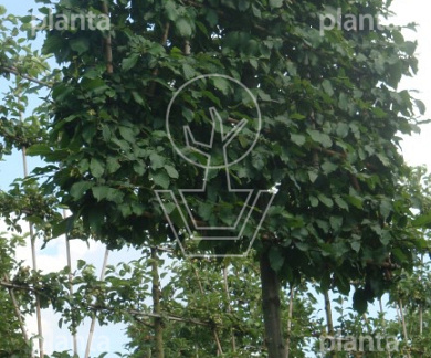 Leiboom, stamomtr18-20cm, drkluit,meerjarig rek160cm,stamh. 210cm