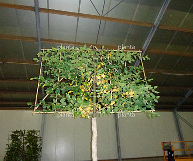 hoogstam leiboom, stamomtrek 18-20 cm, rek 180x120cm, draadkluit