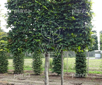 Leiboom, stamomtr 20-25cm, draadkluit, mjr rek160cm, stamh. 170cm