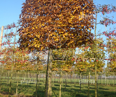 Leiboom, stamomtr 20-25cm, draadkluit, mjr rek160cm, stamh. 210cm