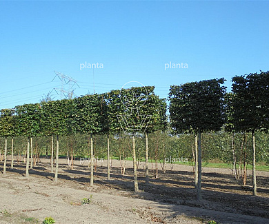 hoogstam leiboom, stamomtrek 20-25 cm, rek 180x120cm, draadkluit