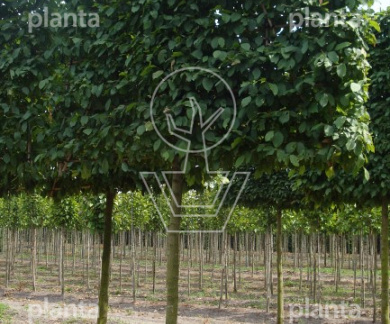 Lei, stamomtr 20-25cm, drkluit, mjr rek220x200cm, stam225cm