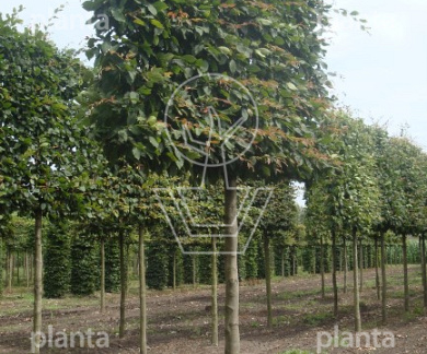 Lei, stamomtr 25-30cm, drkluit, mjr rek220x200cm, stam210cm