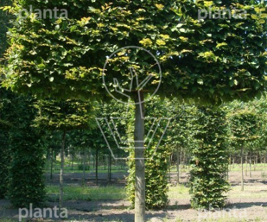 Lei, stamomtr 30-35cm, drkluit, mjr rek220x200cm,stam225cm