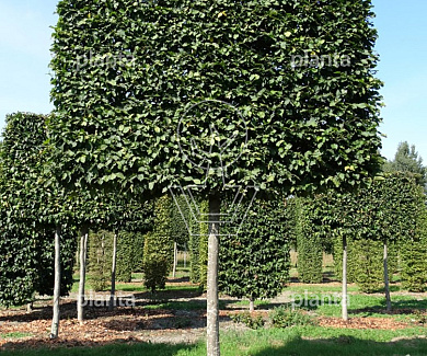 225ST, 30-35, DR, LEI 220X200, MJR