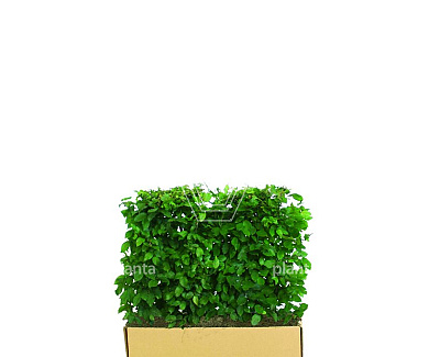 Quick Hedge Haagelement 100cm lang x 80cm hoog