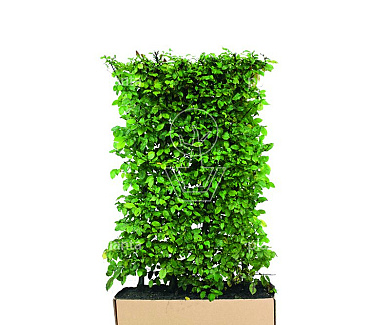 Quick Hedge Haagelement 100cm lang x 150cm hoog
