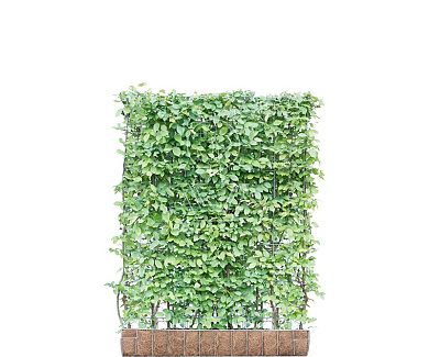 Mobilane kant en klaar haag, LxH 120x155cm, cocopeat 'pot'