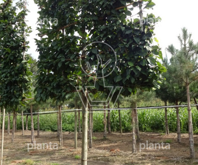 Leiboom, stamomtr 14-16cm, draadkluit, mjr rek160cm, stamh.170cm