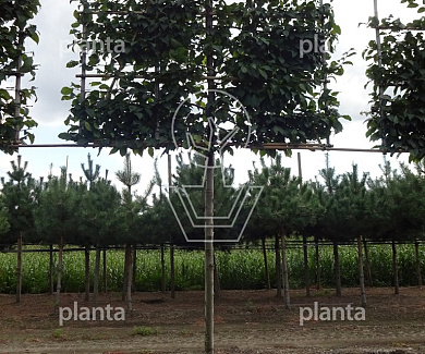 Leiboom, stamomtr 14-16cm, draadkluit, mjr rek160cm, stamh. 210cm