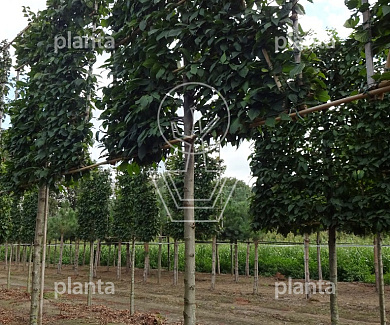 Leiboom, stamomtr 16-18cm, draadkluit, mjr rek160cm, stamh. 210cm