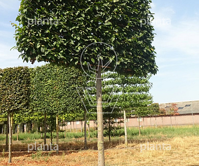 225ST, 25-30, DR, LEI 220X200, MJR