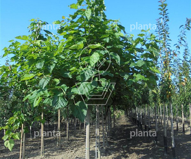 hoogstamboom, stamomtrek 20-25 cm, draadkluit
