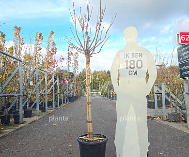 halfstamboom, stamomtrek 10-12 cm, in pot