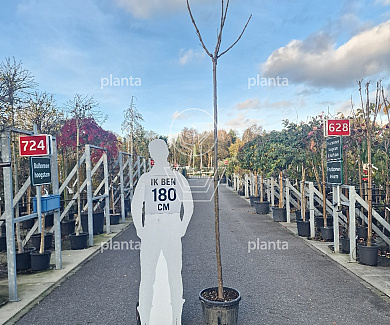 hoogstamboom, stamomtrek 10-12 cm, in pot