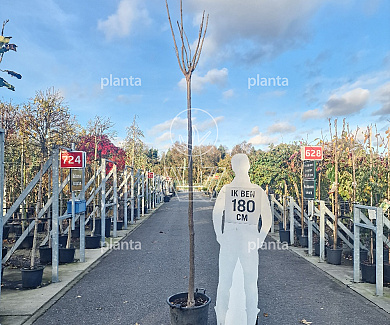 hoogstamboom, stamomtrek 12-14 cm, in pot