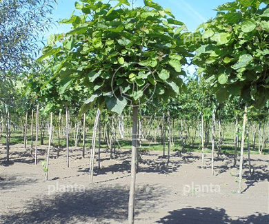 hoogstamboom, stamomtrek 16-18 cm, draadkluit