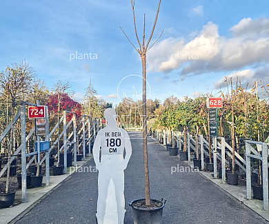 hoogstamboom, stamomtrek 16-18 cm, in pot